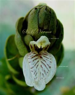  Flower showing Corolla markings